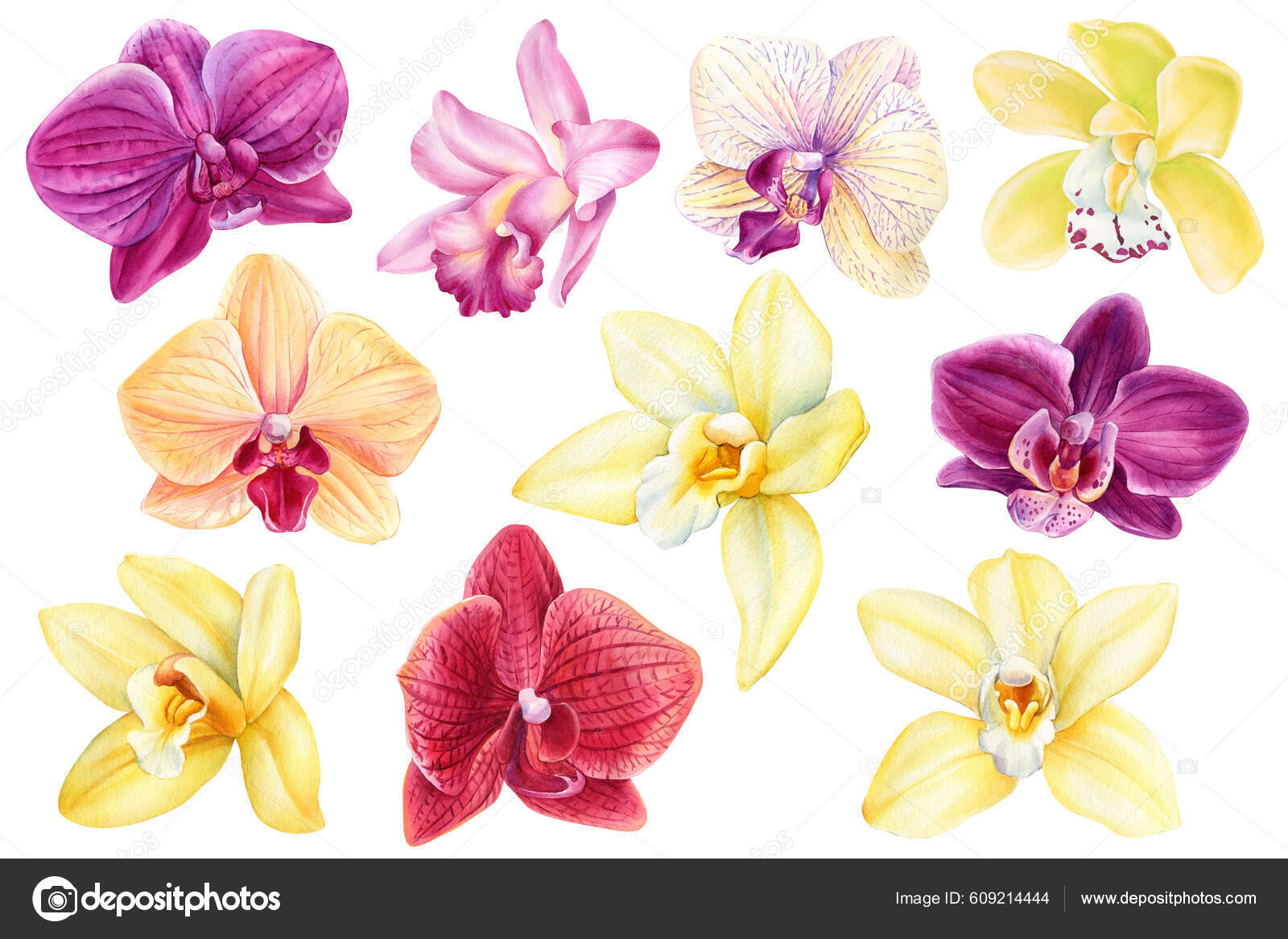 illustrazioni di orchidee gialle viola rosa e rosse depositphotos